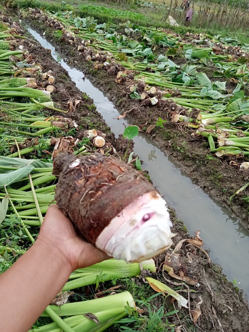 芋子槟榔芋头芓，又粉又糯自产自销，质量，价格优惠。