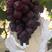 （热卖）龙口大棚红宝石葡萄大量有货，产地直供，货源充足