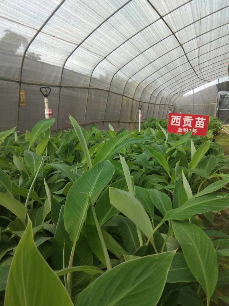 皇帝蕉苗香蕉苗粉蕉苗西贡蕉苗金粉一号西贡蕉苗