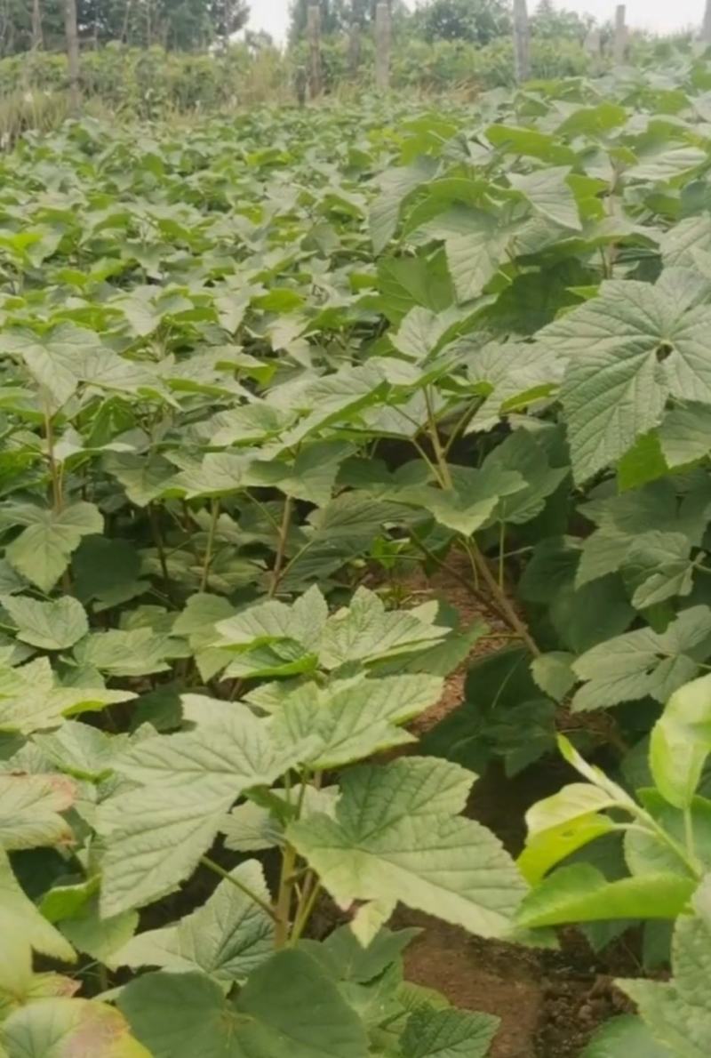 黑加仑葡萄苗自产自销现起现卖保证质量保证品种包