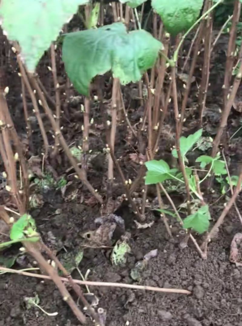 黑加仑葡萄苗自产自销现起现卖保证质量保证品种包