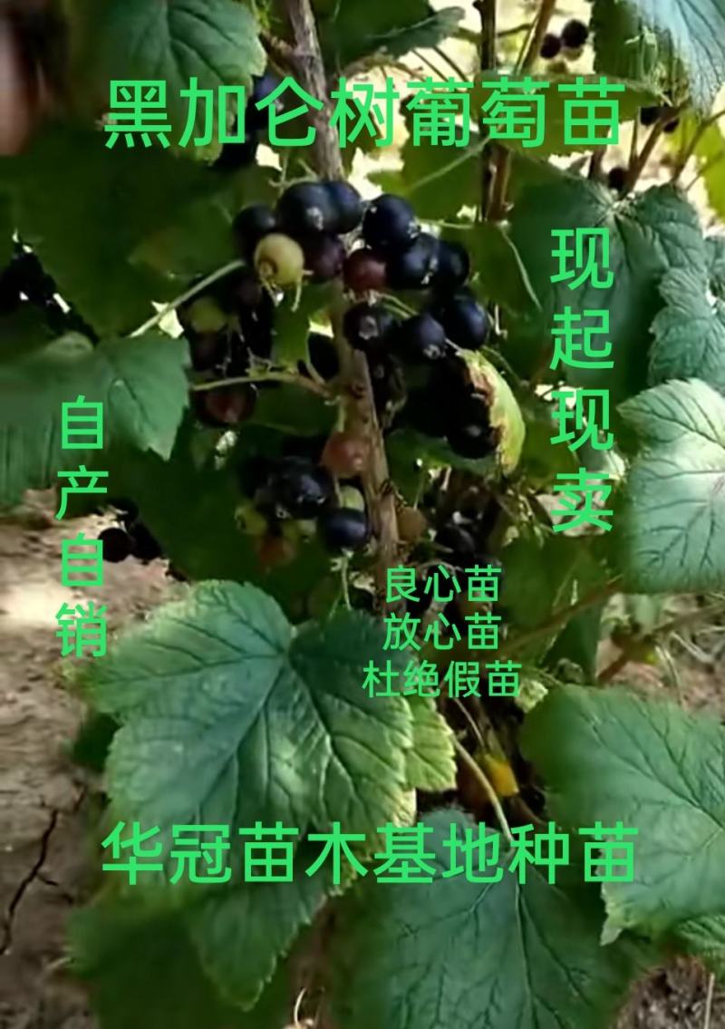 黑加仑葡萄苗自产自销现起现卖保证质量保证品种包