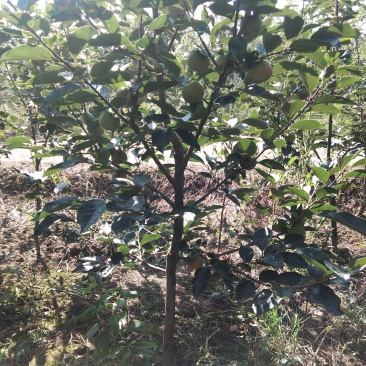 两三公分的嫁接成品柿子树