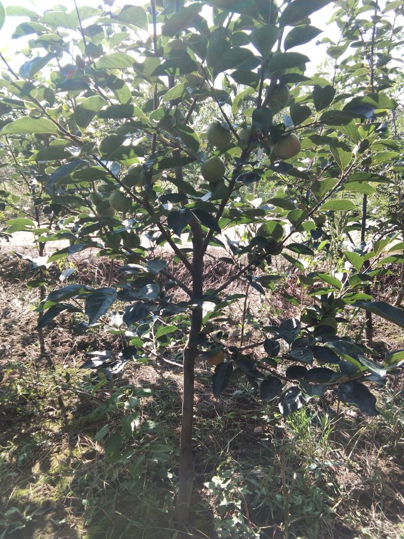 两三公分的嫁接成品柿子树