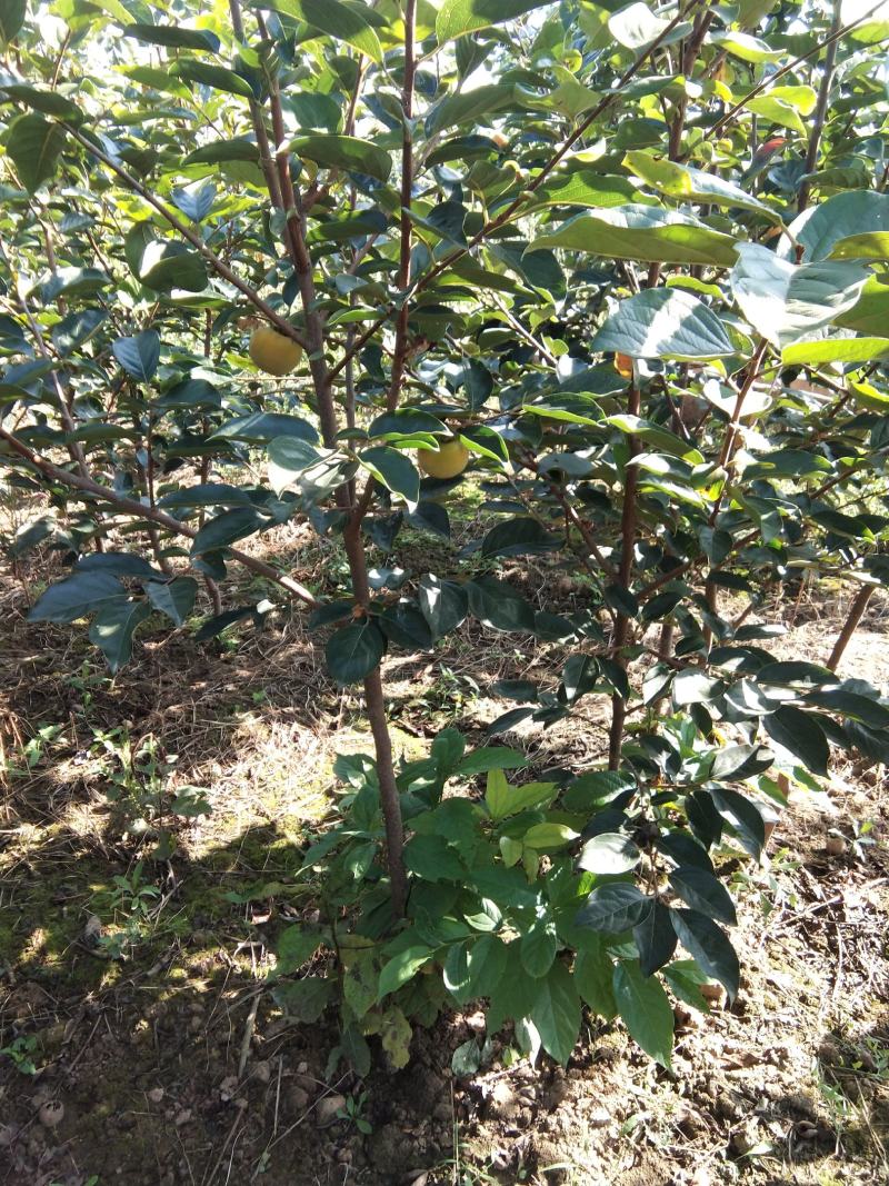 两三公分的嫁接成品柿子树