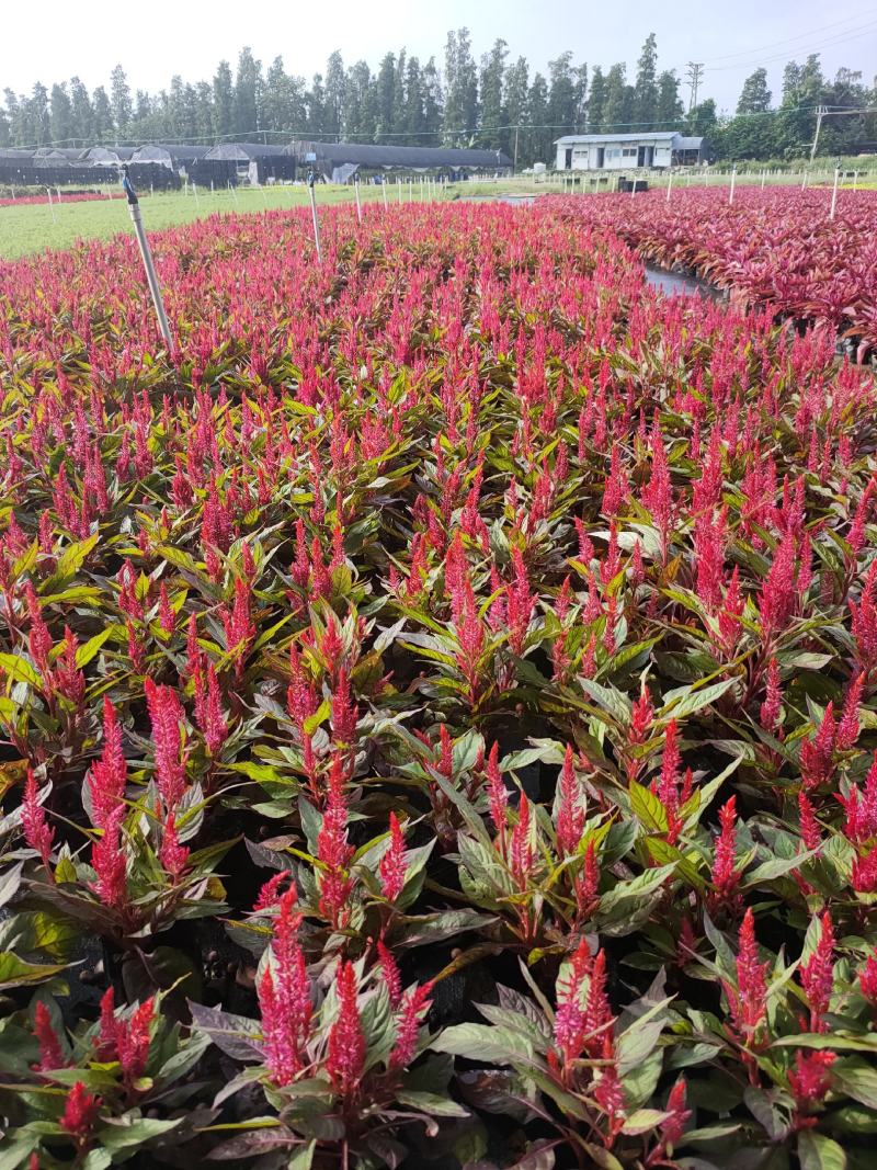 红惠、广东省佛山基地直销