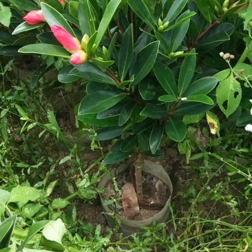 山茶花树苗四季山茶花树苗盆栽树苗庭院种植包邮