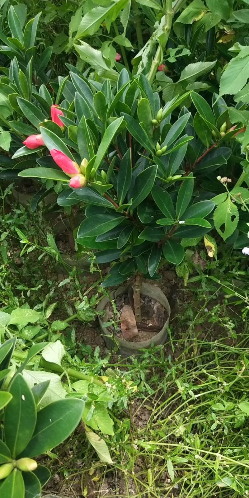 山茶花树苗四季山茶花树苗盆栽树苗庭院种植包邮