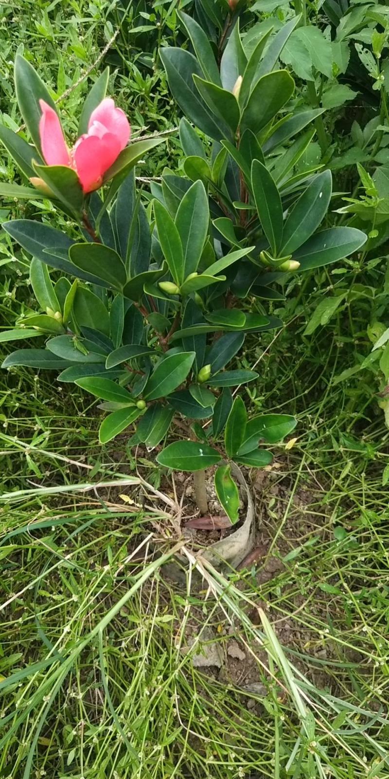 山茶花树苗四季山茶花树苗盆栽树苗庭院种植包邮