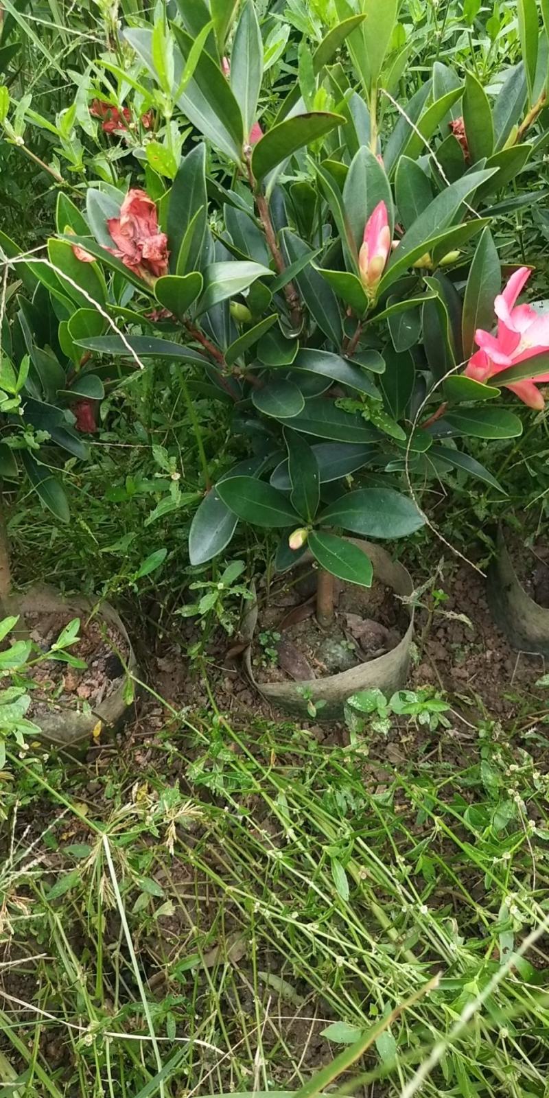 山茶花树苗四季山茶花树苗盆栽树苗庭院种植包邮