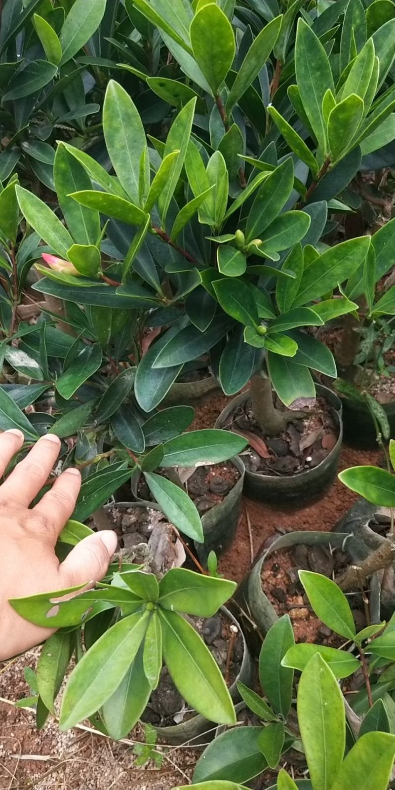 山茶花树苗四季山茶花树苗盆栽树苗庭院种植包邮