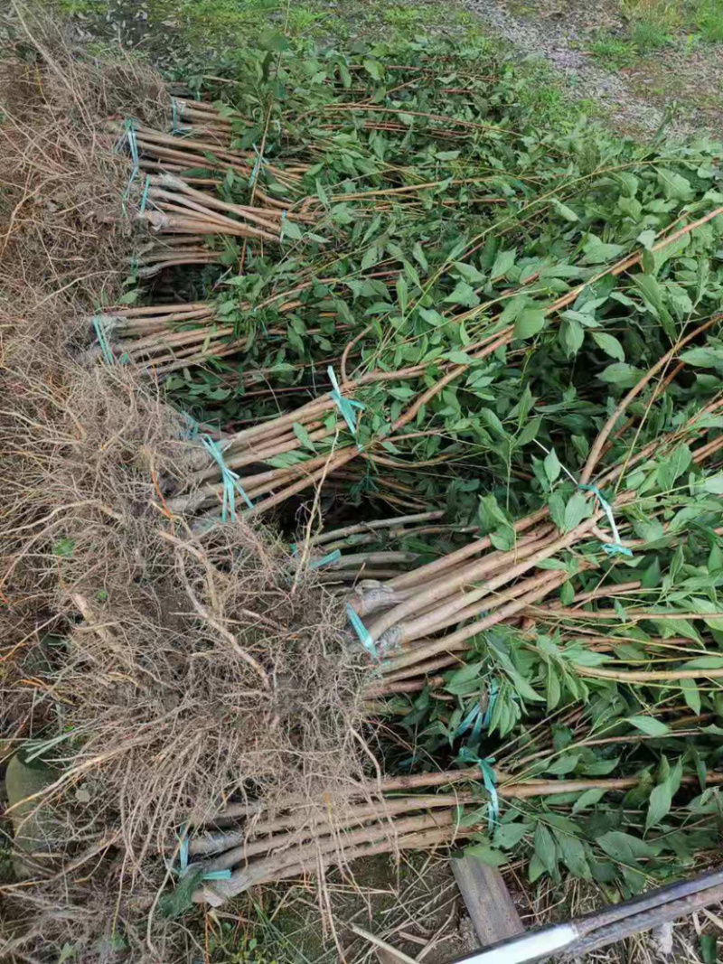 品种纯正根系发达的蜂糖李苗，假一赔十，死苗补发