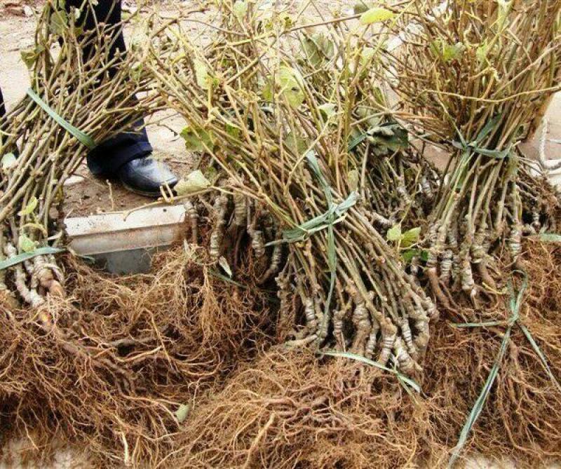 猕猴桃树苗泰山一号徐香红阳翠香红华基地直发假一赔十