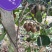猕猴桃树苗泰山一号徐香红阳翠香红华基地直发假一赔十