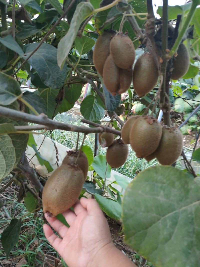 猕猴桃树苗泰山一号徐香红阳翠香红华基地直发假一赔十