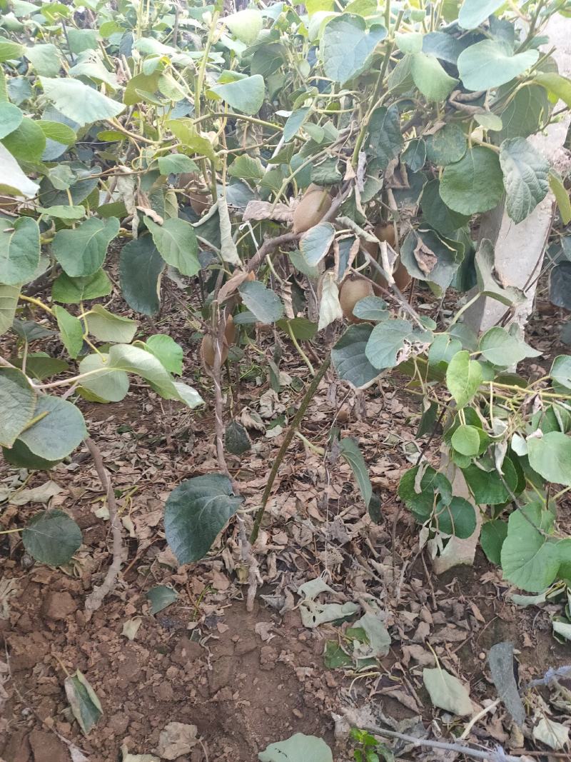 猕猴桃树苗泰山一号徐香红阳翠香红华基地直发假一赔十