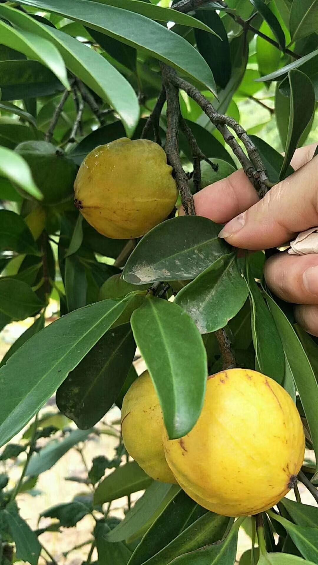 岭南山竹树苗泰国无籽山竹苗盆栽地栽南北方种植果树苗包邮