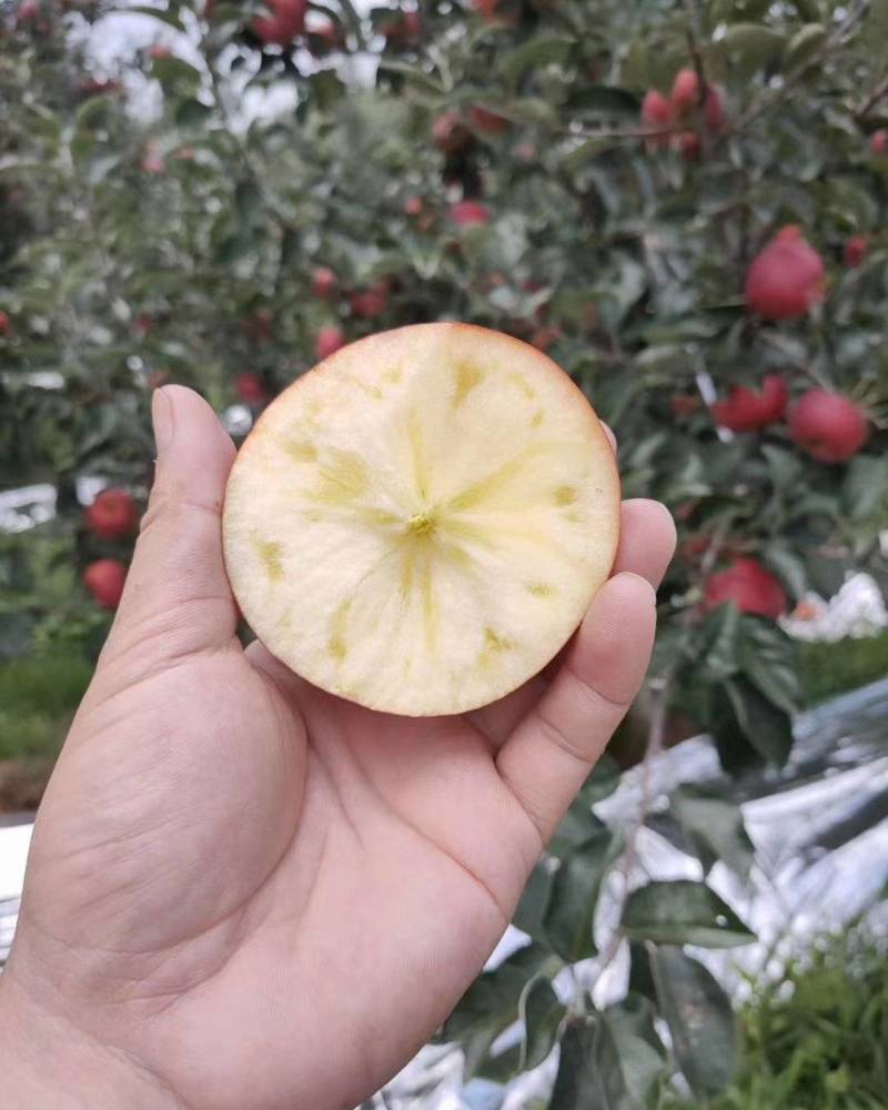 昭通糖心丑苹果代办，电商，团购。一件代发线上线下供应链