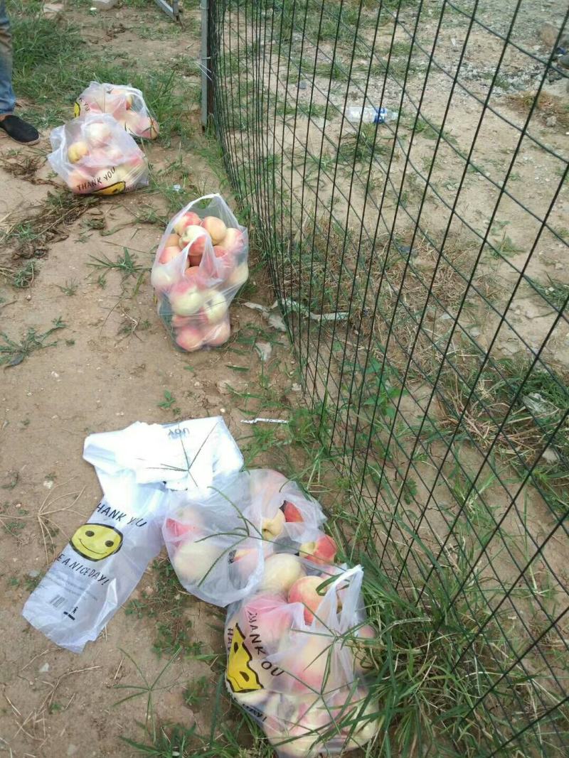 黄元帅正宗北山黄元帅苹果膜袋口感好