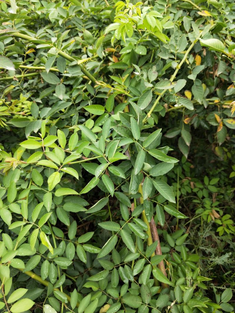 【荐】杜梨苗杜梨苗价格1/2/3年杜梨苗批发价格南北种植