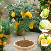 香水柠檬树苗（黄柠檬，青柠檬，台湾无籽）盆栽地栽南北适种
