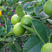 香水柠檬树苗（黄柠檬，青柠檬，台湾无籽）盆栽地栽南北适种