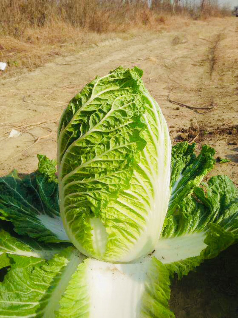 白菜包心菜小义和秋黄心菜