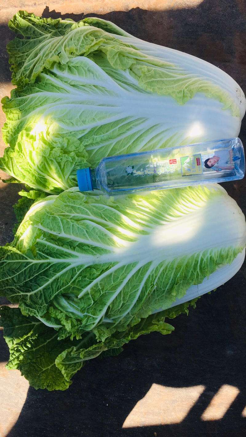 白菜包心菜小义和秋黄心菜