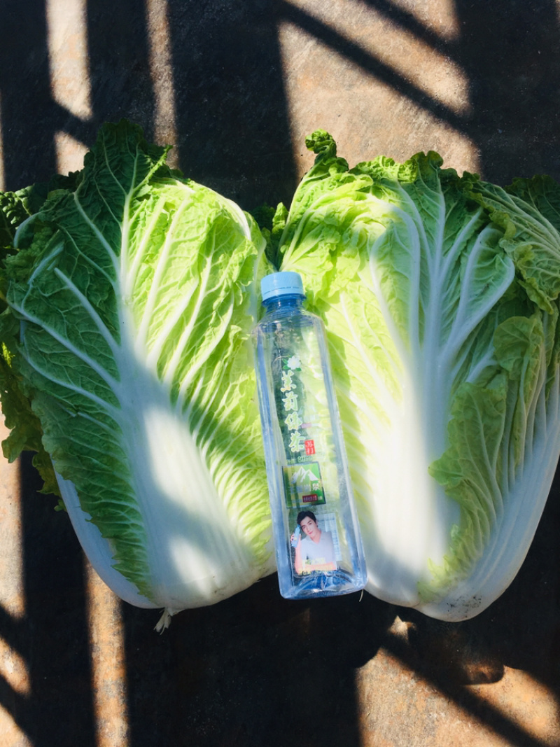 白菜包心菜小义和秋黄心菜