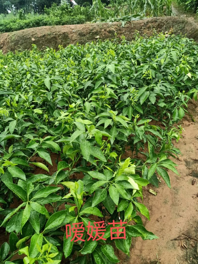 爱媛38苗，明日见现挖现发，保证质量，诚信商家，