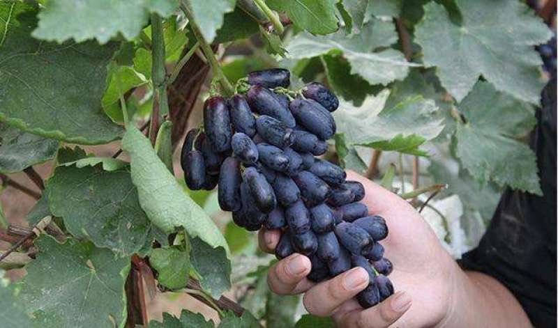 甜蜜蓝宝石葡萄树苗含糖30%口感好产量高基地现挖现发