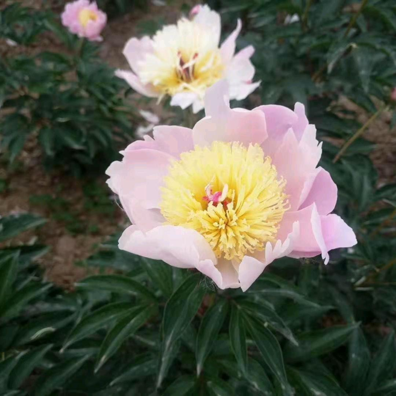 供应优质山东航天白芍苗赤芍苗，繁育基地直供。