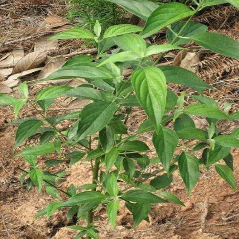 新采林木树籽光皮毛梾木光皮树种子斑皮抽水树四季可播包邮