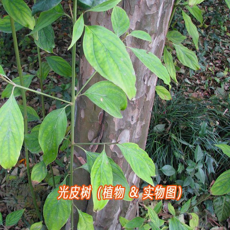 新采林木树籽光皮毛梾木光皮树种子斑皮抽水树四季可播包邮