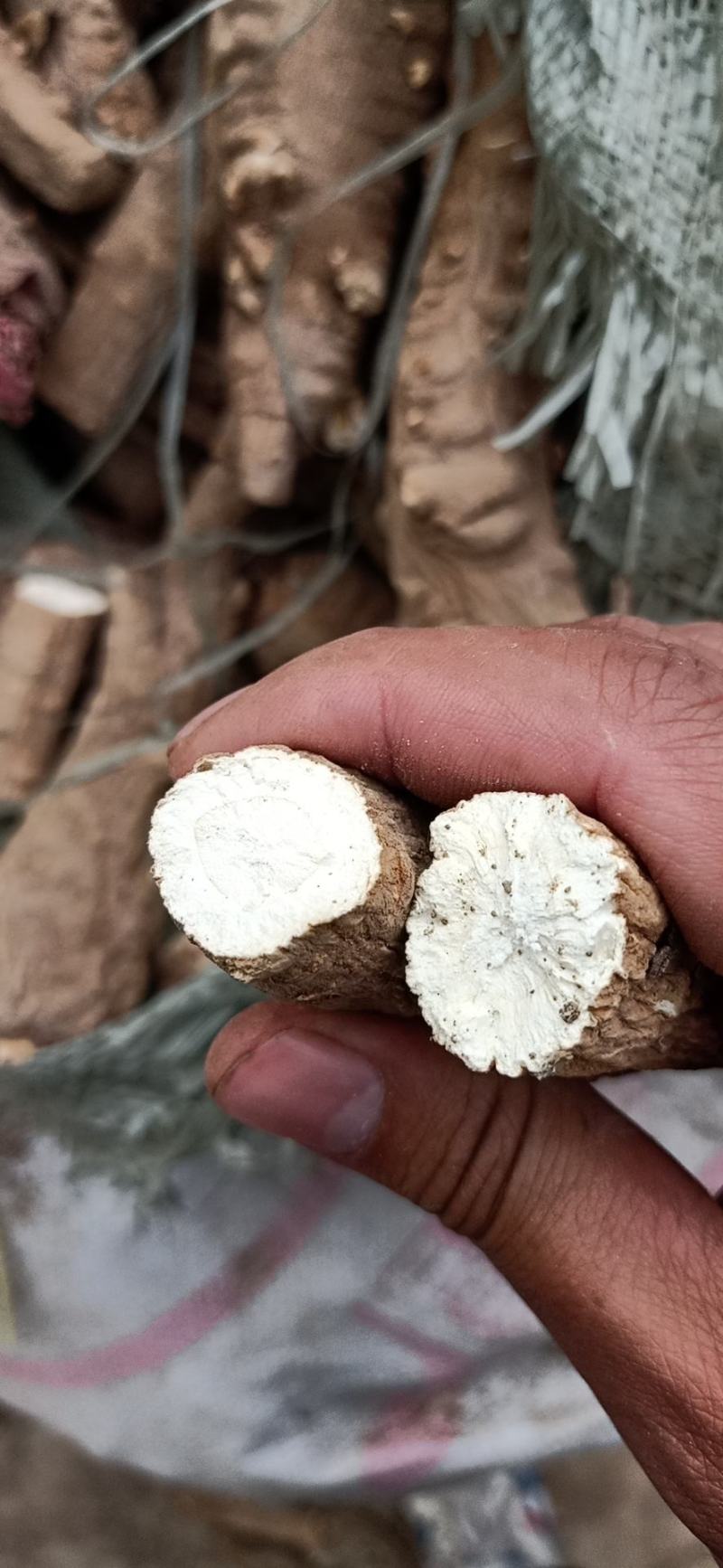 白芷香料产地直销一手货源充足批发零售，量大从优质量保证