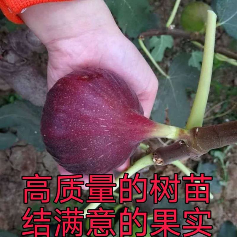 有好货无花果波姬红青皮布兰瑞克砂糖金傲芬