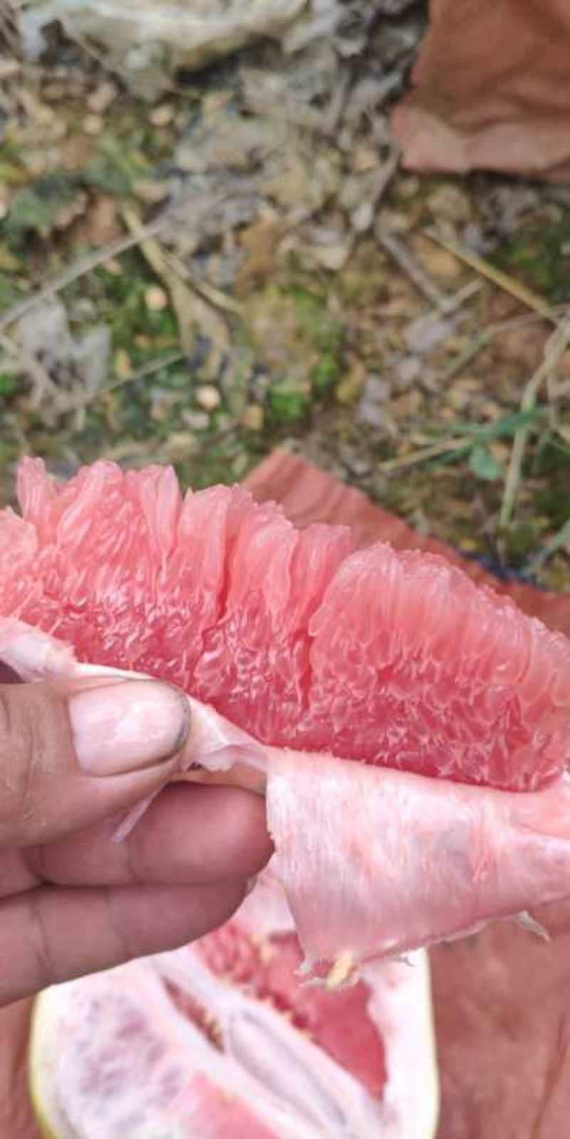 金秀三红蜜柚水分足口感好皮薄肉厚，产地直销，大量上市供应