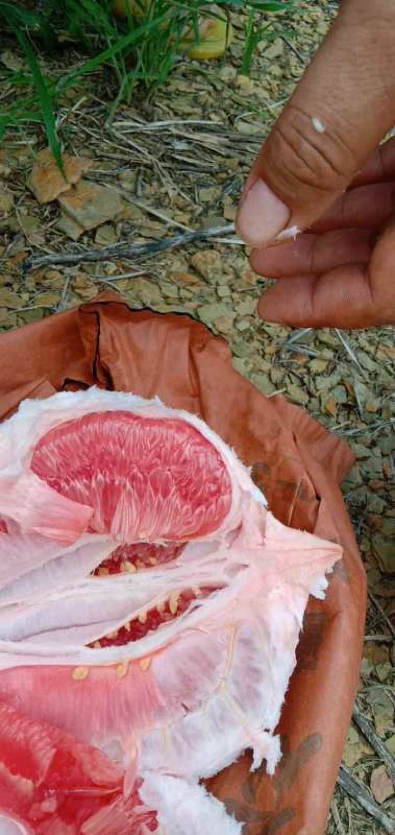 金秀三红蜜柚水分足口感好皮薄肉厚，产地直销，大量上市供应