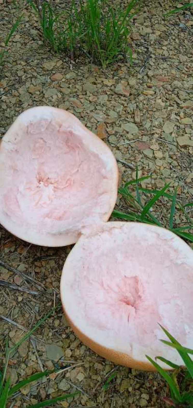 金秀三红蜜柚水分足口感好皮薄肉厚，产地直销，大量上市供应