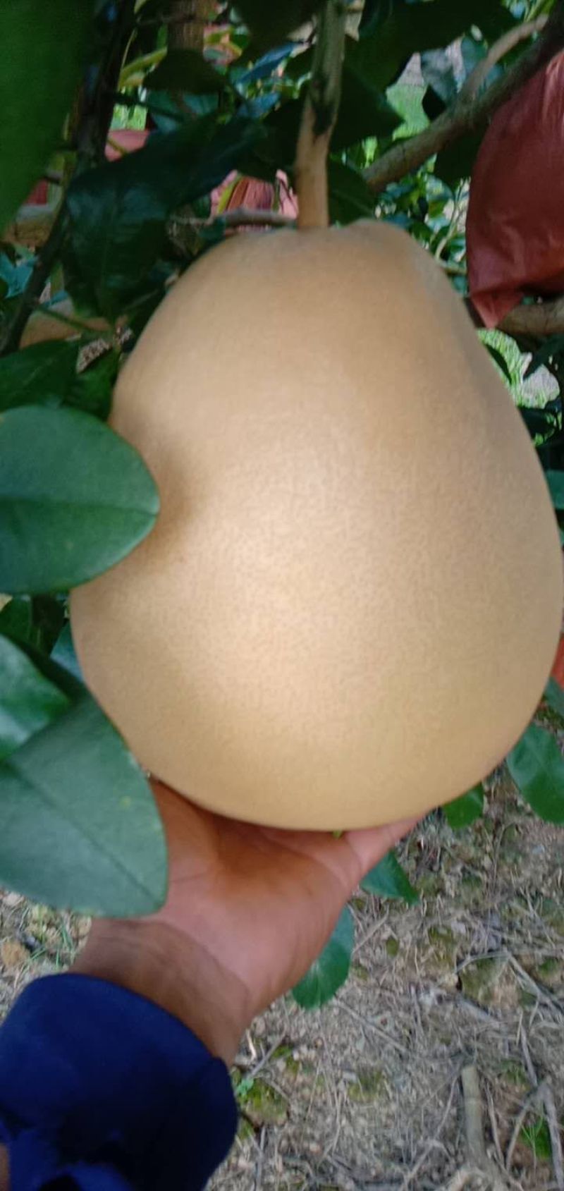 金秀三红蜜柚水分足口感好皮薄肉厚，产地直销，大量上市供应