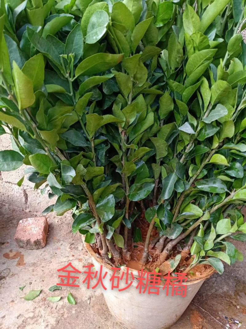 【有好货】金秋砂糖橘，现挖现发，挂果率高，诚信商家，