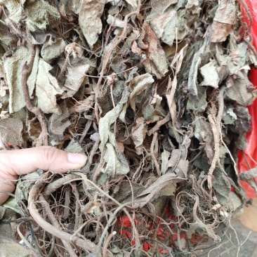 野生中药虎舌红