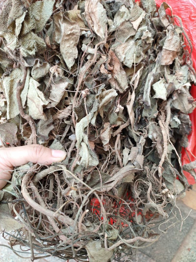 野生中药虎舌红