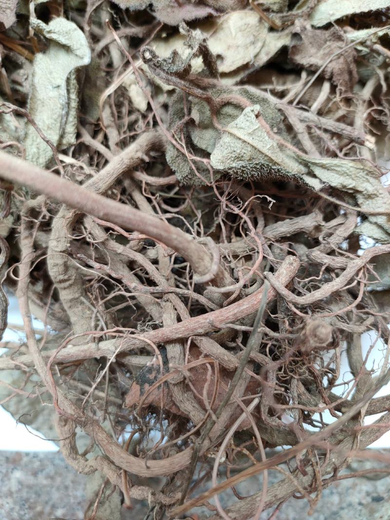 野生中药虎舌红