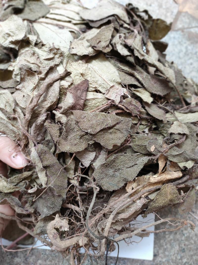 野生中药虎舌红