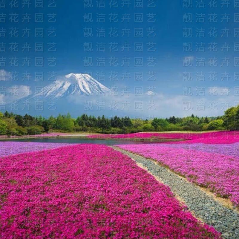 福禄考花种子芝樱花混色春秋播五色梅阳台室内庭院易种四季播