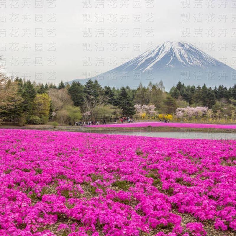 福禄考花种子芝樱花混色春秋播五色梅阳台室内庭院易种四季播