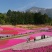福禄考花种子芝樱花混色春秋播五色梅阳台室内庭院易种四季播