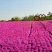 福禄考花种子芝樱花混色春秋播五色梅阳台室内庭院易种四季播
