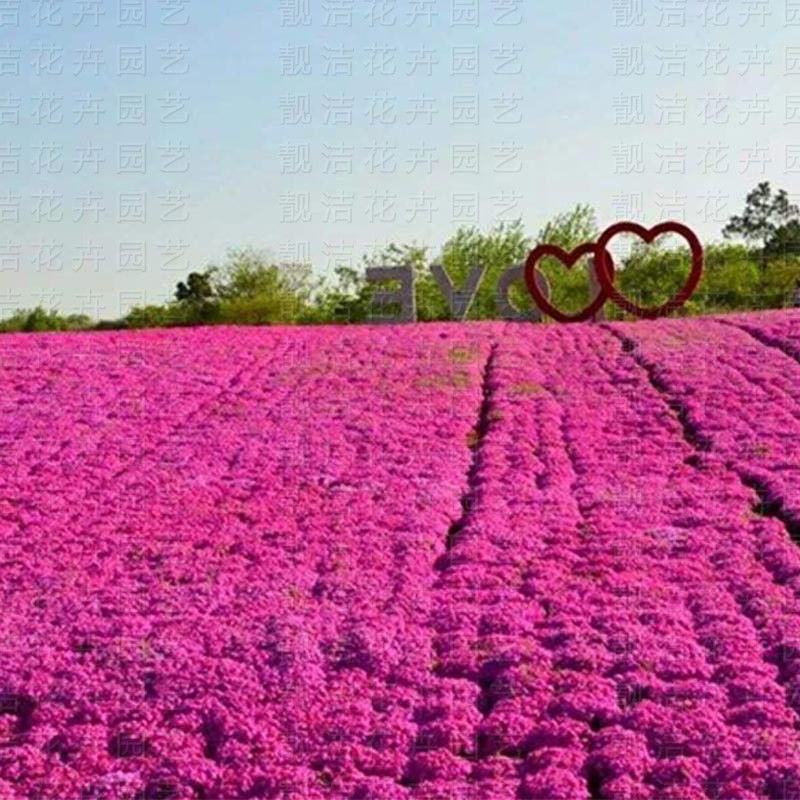 福禄考花种子芝樱花混色春秋播五色梅阳台室内庭院易种四季播